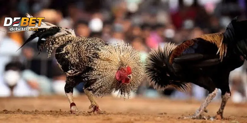 Những luật chơi cơ bản khi tham gia đá gà tre