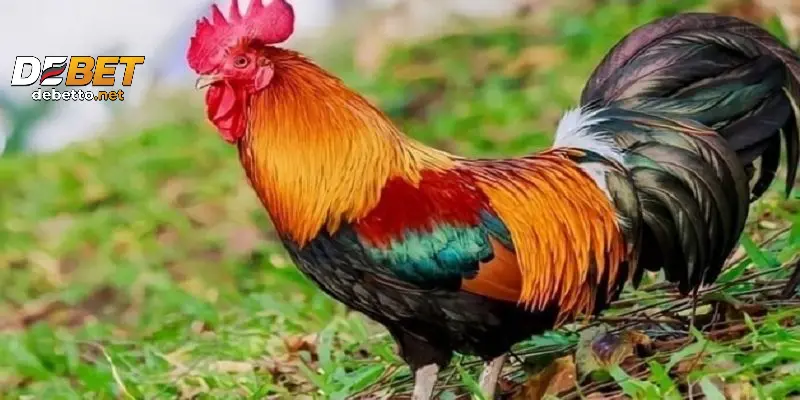 Những loại màu mạng gà đá phổ biến