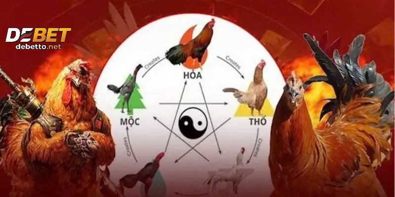 Ảnh hưởng của màu mạng gà đá tới trận đấu gà